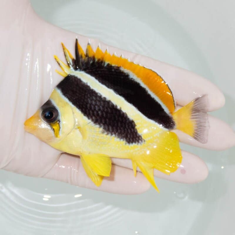 【現物360】インディアンバタフライ 9.5cm±!海水魚 チョウチョウウオ 15時までのご注文で当日発送