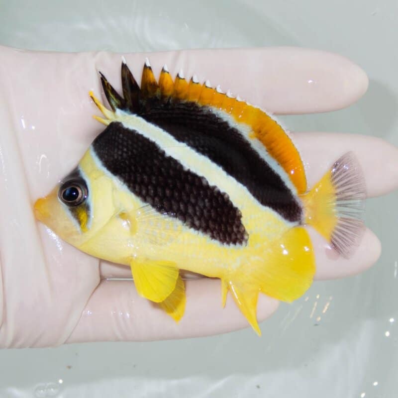 【現物361】インディアンバタフライ 9cm±!  海水魚 チョウチョウウオ 15時までのご注文で当日発送