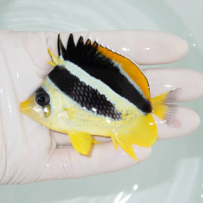 【現物362】インディアンバタフライ 8cm±! 海水魚 チョウチョウウオ 15時までのご注文で当日発送