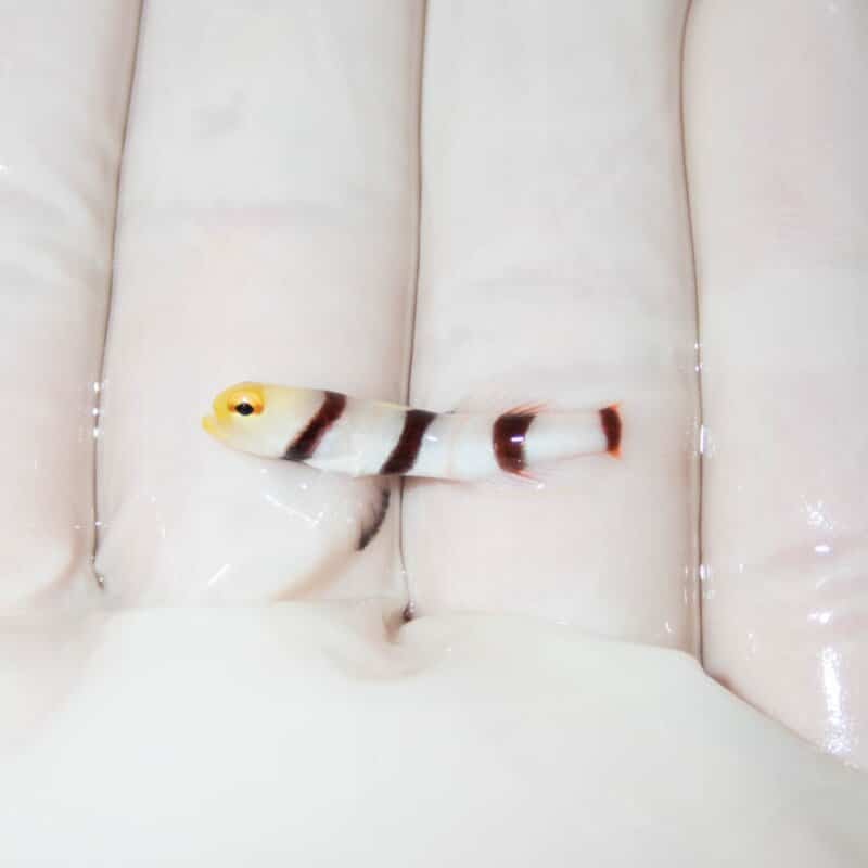 【現物364】ドラクラシュリンプゴビー 3cm±!海水魚 ハゼ 15時までのご注文で当日発送