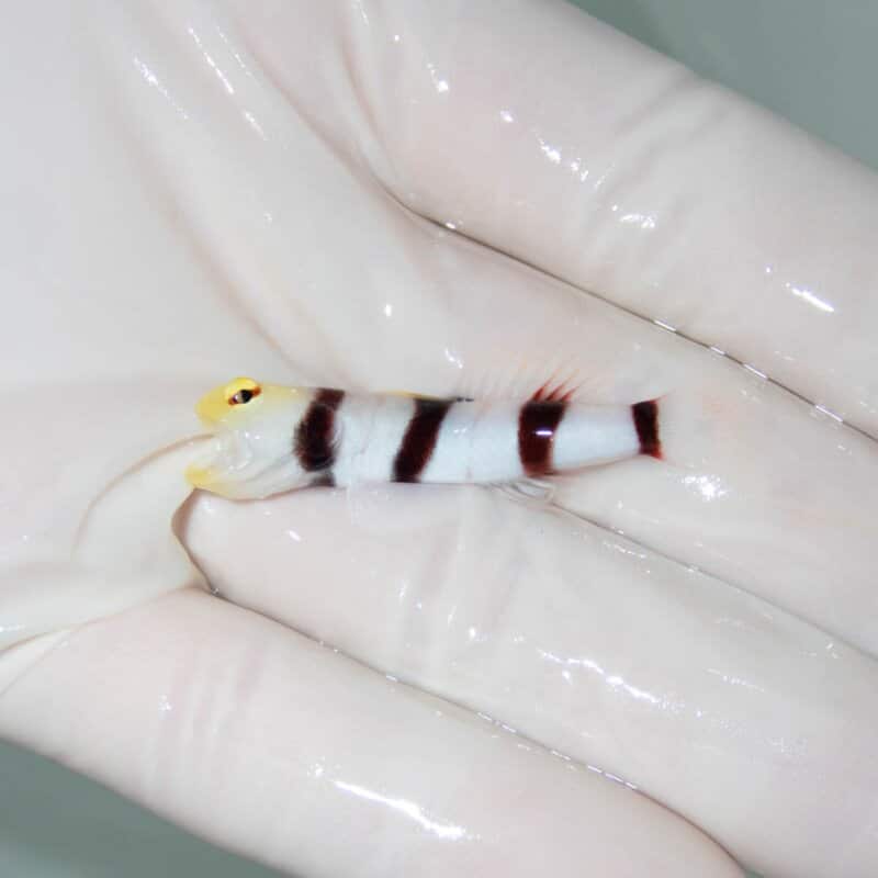 【現物366】ドラクラシュリンプゴビー  4.5cm  !海水魚 ハゼ15時までのご注文で当日発送