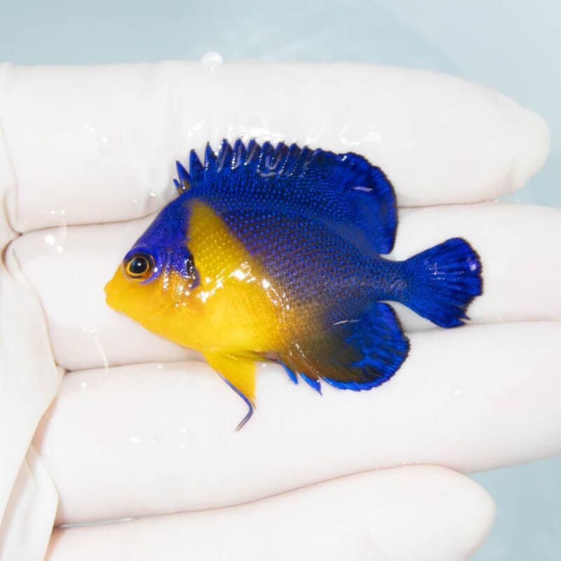 【現物368】スミレヤッコ 4.5cm±! 海水魚 ヤッコ 15時までのご注文で当日発送