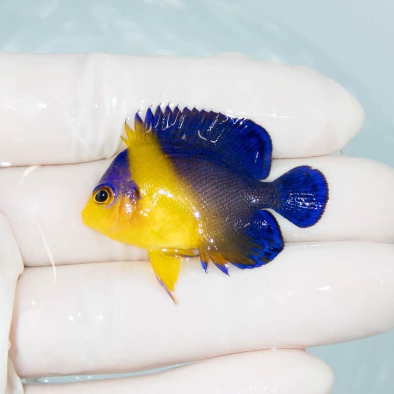 【現物369】スミレヤッコ 4cm±! 海水魚 ヤッコ 15時までのご注文で当日発送