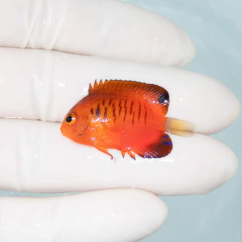 【現物370】ダイダイヤッコ 3.5cm±!海水魚 ヤッコ 15時までのご注文で当日発送
