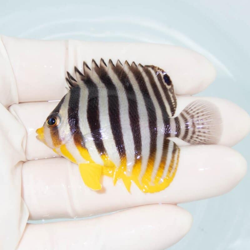 【現物371】シマヤッコ 5.7cm±! 海水魚 生体 15時までのご注文で当日発送