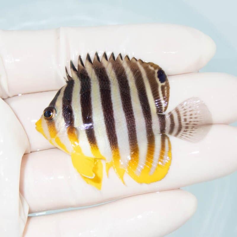 【現物372】シマヤッコ 5.3cm±! 海水魚 生体 15時までのご注文で当日発送
