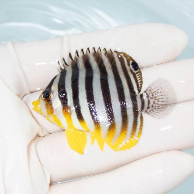 【現物373】シマヤッコ 5.5cm±! 海水魚 生体 15時までのご注文で当日発送