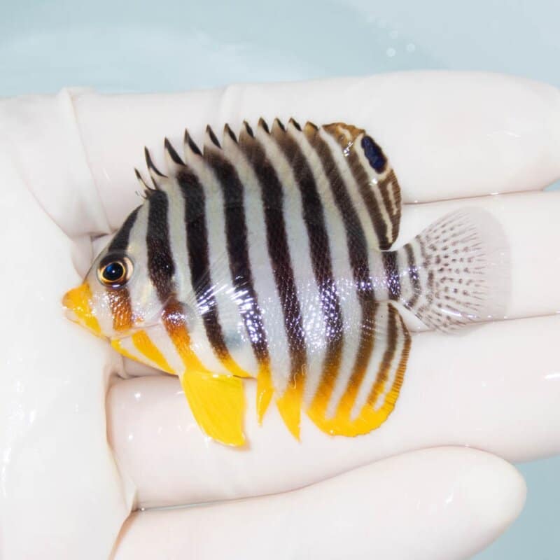 【現物374】シマヤッコ 5.5cm±! 海水魚 生体 15時までのご注文で当日発送