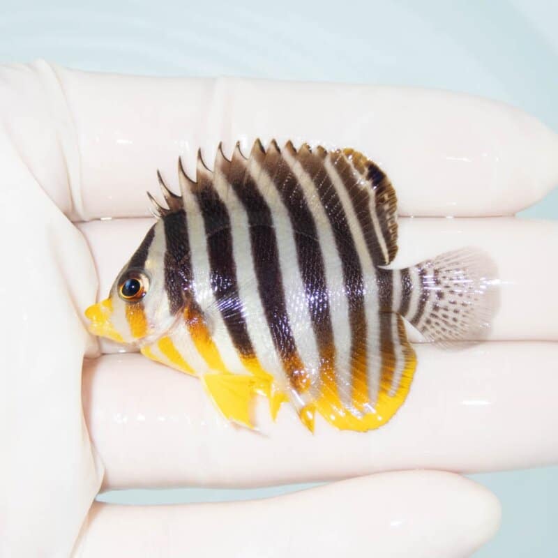 【現物375】シマヤッコ 5.3cm±! 海水魚 生体 15時までのご注文で当日発送