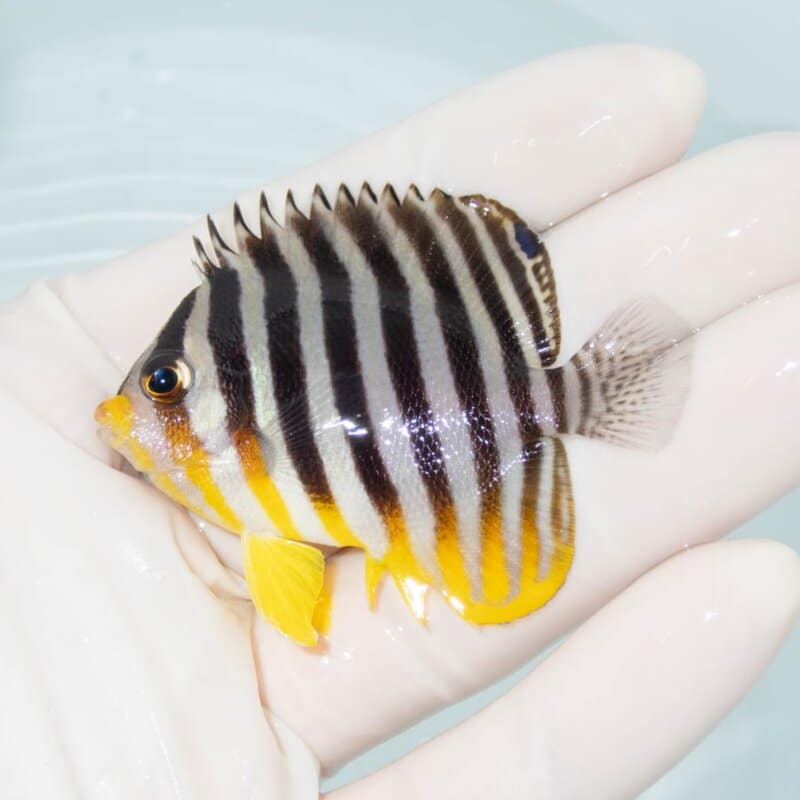 【現物376】シマヤッコ 6cm±! 海水魚 生体 15時までのご注文で当日発送