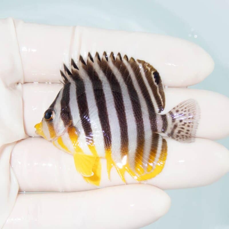 【現物377】シマヤッコ 5.5cm±! 海水魚 生体 15時までのご注文で当日発送