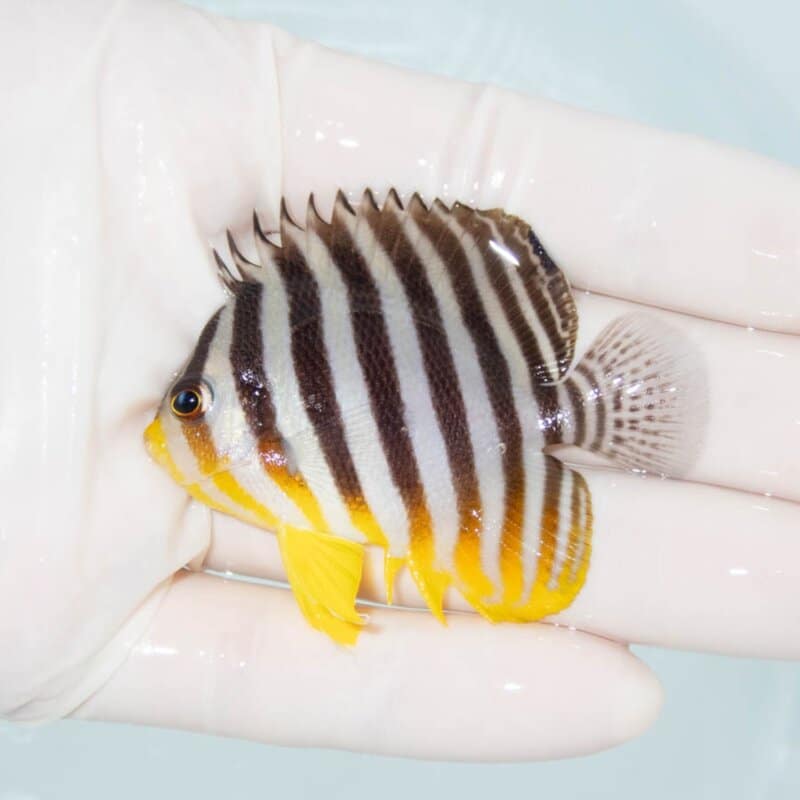 【現物378】シマヤッコ 6cm±! 海水魚 生体 15時までのご注文で当日発送