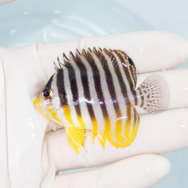 【現物379】シマヤッコ 6cm±! 海水魚 生体 15時までのご注文で当日発送