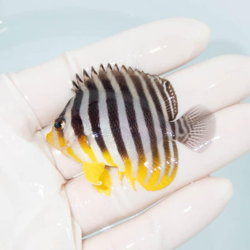 【現物380】シマヤッコ 5.5cm±! 海水魚 生体 15時までのご注文で当日発送