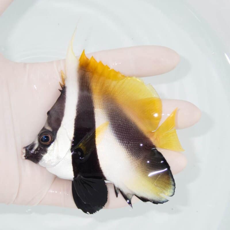 【現物381】オニハタタテダイ 9.5cm±!チョウチョウウオ 海水魚 生体 15時までのご注文で当日発送