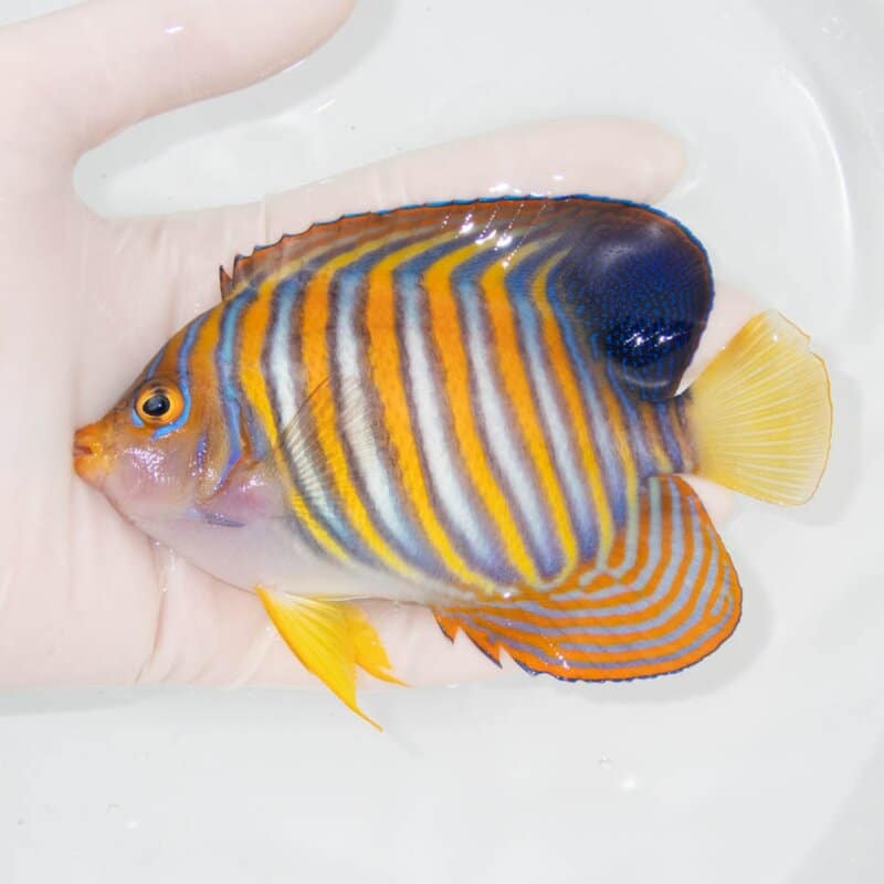 【現物382】ニシキヤッコ 13cm±!海水魚 ヤッコ15時までのご注文で当日発送