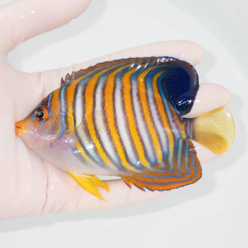 【現物383】ニシキヤッコ 12cm±!海水魚 ヤッコ15時までのご注文で当日発送