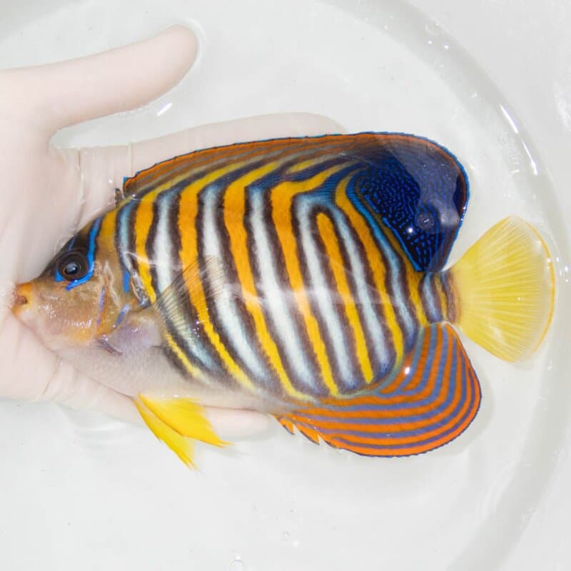 【現物384】ニシキヤッコ 18cm±!海水魚 ヤッコ15時までのご注文で当日発送