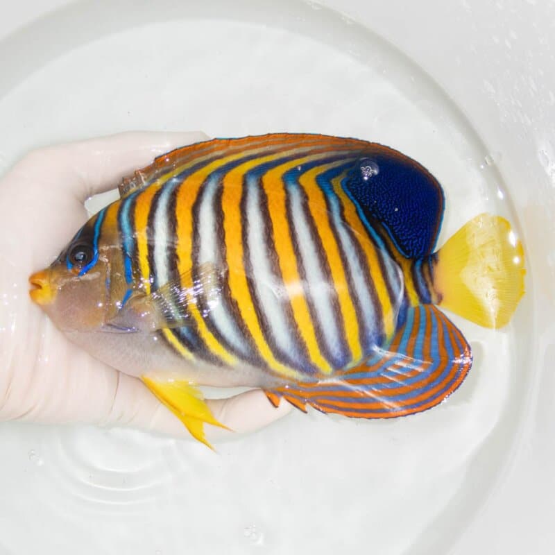 【現物385】ニシキヤッコ 19cm±!海水魚 ヤッコ15時までのご注文で当日発送