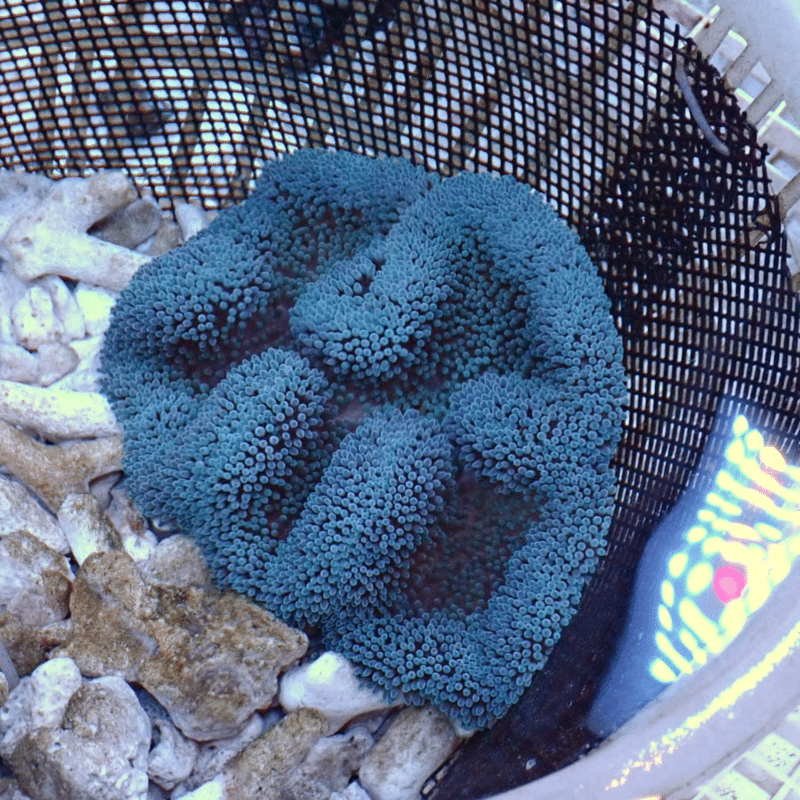 【現物400】ハタゴイソギンチャク ブルー 11-13cm±!15時までのご注文で当日発送