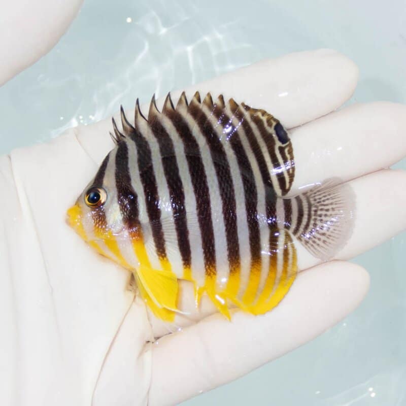 【現物386】シマヤッコ 7cm±! 海水魚 生体 15時までのご注文で当日発送