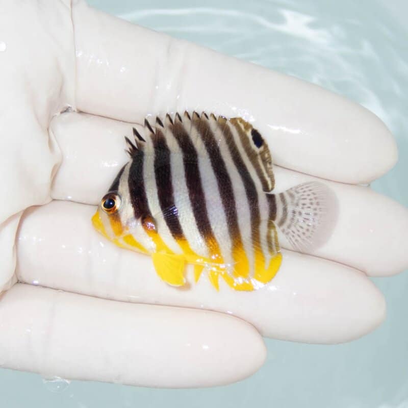 【現物387】シマヤッコ 4.8cm±! 海水魚 生体 15時までのご注文で当日発送