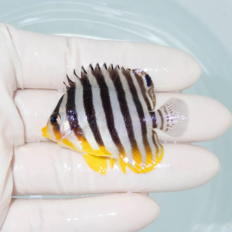【現物388】シマヤッコ 5.2cm±! 海水魚 生体 15時までのご注文で当日発送