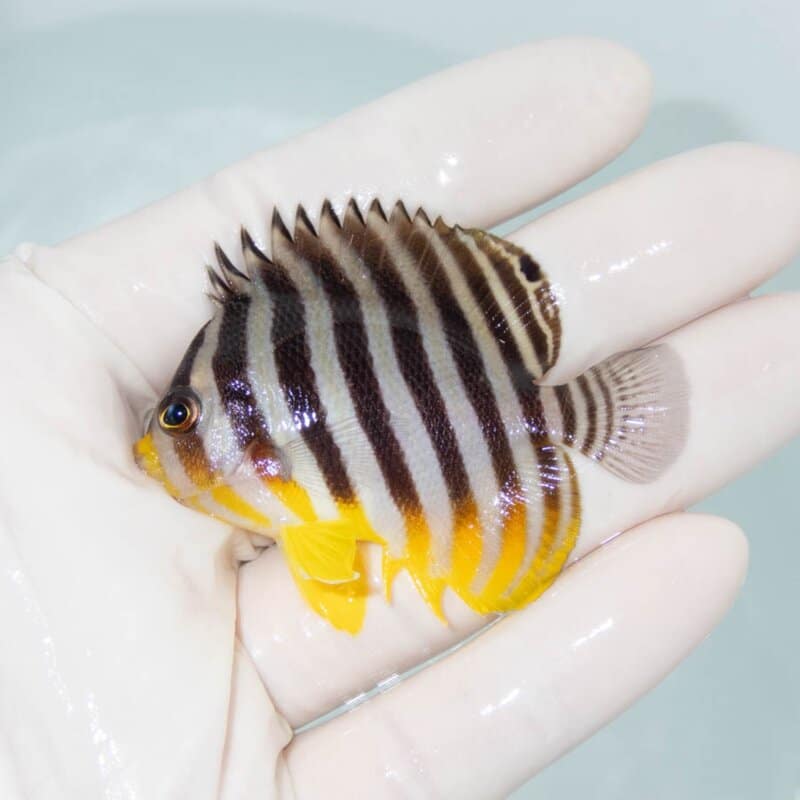 【現物389】シマヤッコ 6cm±! 海水魚 生体 15時までのご注文で当日発送