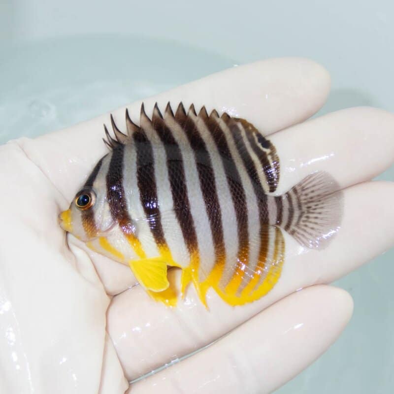 【現物390】シマヤッコ 6cm±! 海水魚 生体 15時までのご注文で当日発送