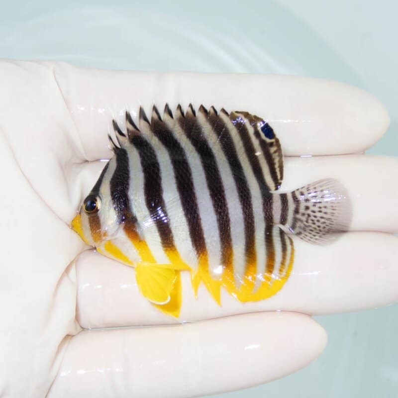 【現物391】シマヤッコ 6cm±! 海水魚 生体 15時までのご注文で当日発送