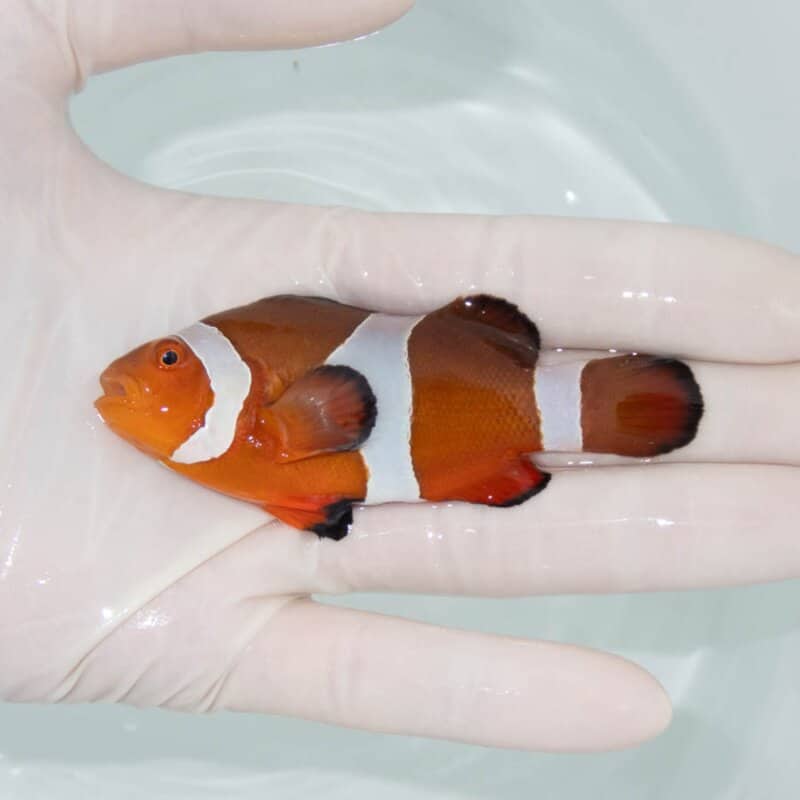 【現物392】カクレクマノミbig 8.5cm± !   wild 海水魚 カクレクマノミ
