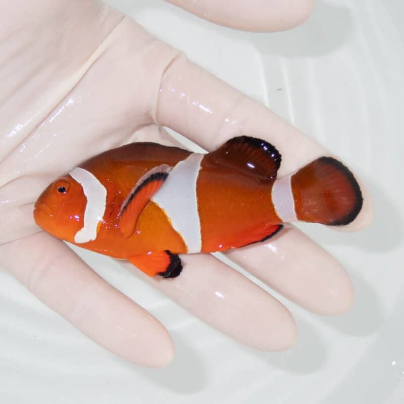 【現物393】カクレクマノミbig 9.5cm± !   wild 海水魚 カクレクマノミ