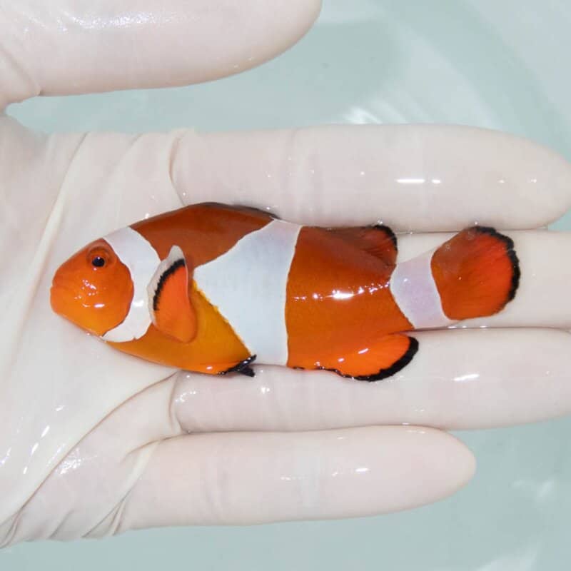 【現物394】カクレクマノミbig 8.5cm± !  wild 海水魚 カクレクマノミ