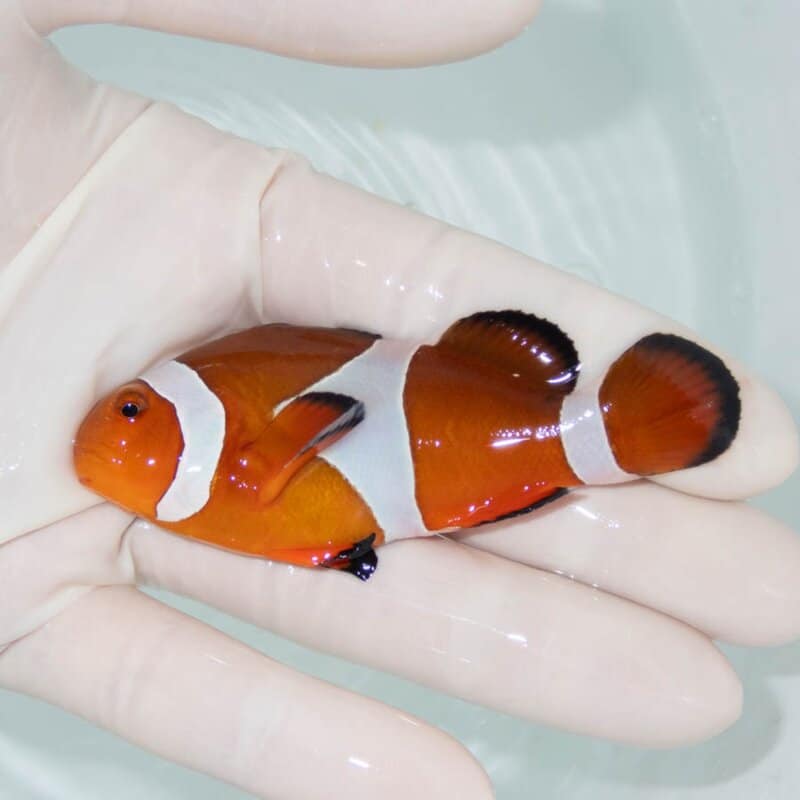 【現物395】カクレクマノミbig 8.2cm± ! wild 海水魚 カクレクマノミ