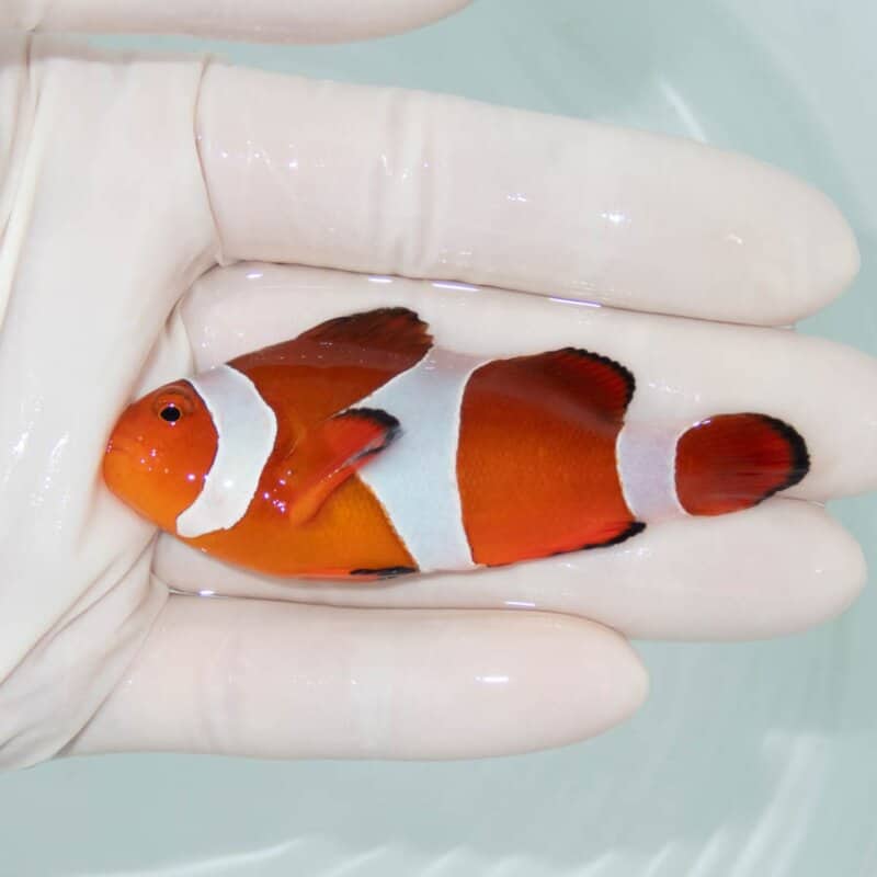 【現物396】カクレクマノミbig 7cm! wild 海水魚 カクレクマノミ