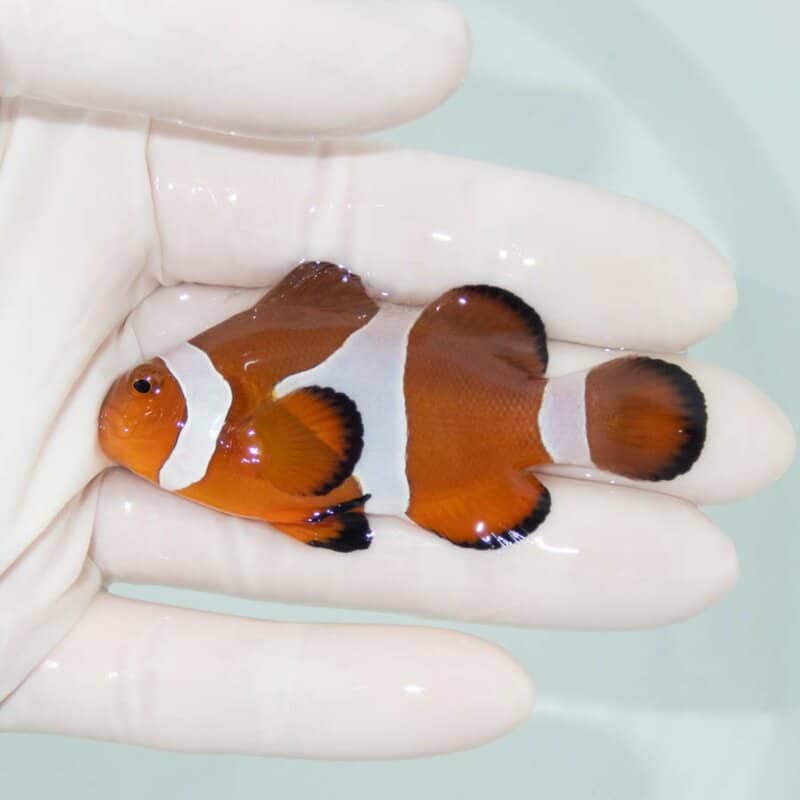 【現物397】カクレクマノミbig 7cm!  wild 海水魚 カクレクマノミ