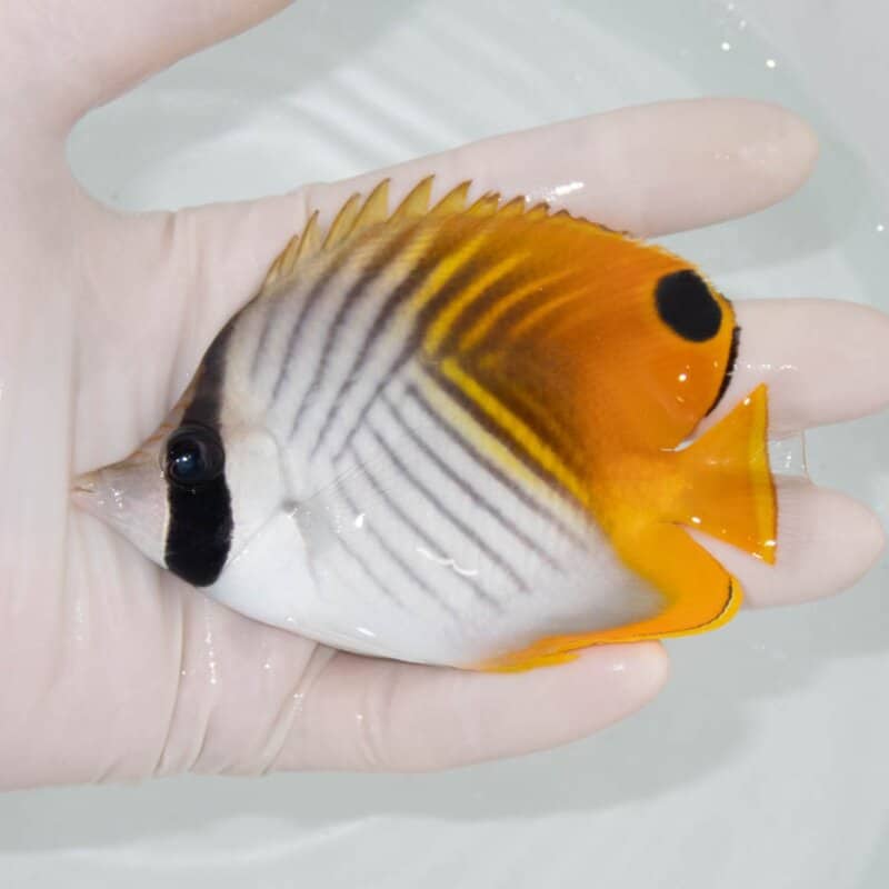 【現物398】トゲチョウ 10.5cm±! 海水魚 チョウチョウウオ 15時までのご注文で当日発送