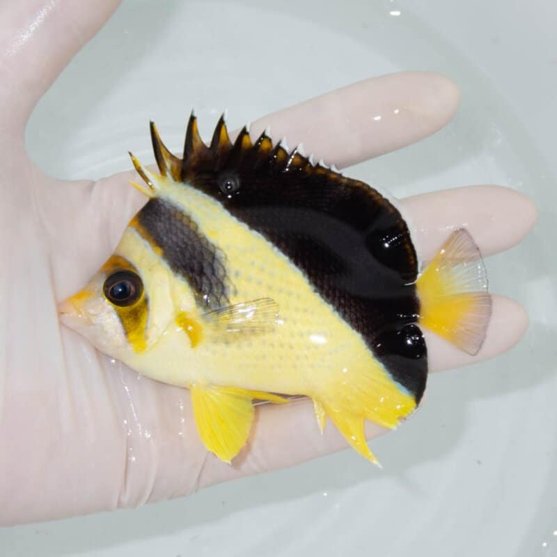 【現物399】イエローバーゲスバタフライ 10.5cm±! 海水魚 チョウチョウウオ 15時までのご注文で当日発送