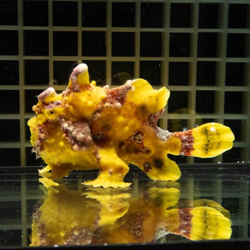 【現物405】クマドリカエルアンコウ 10cm! 海水魚 アンコウ 15時までのご注文で当日発送
