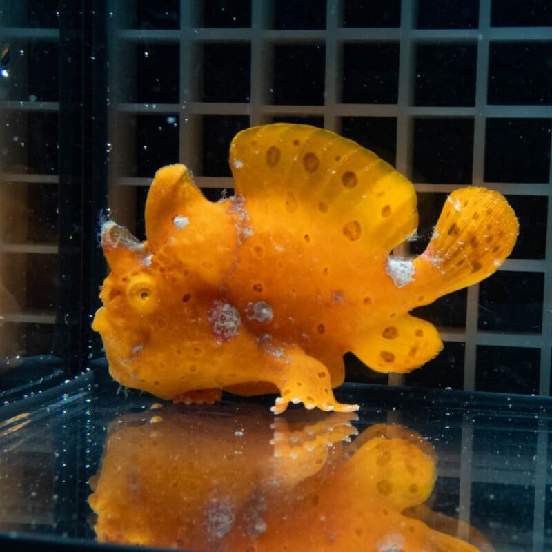 【現物406】イロカエルアンコウ 8.5cm! 海水魚 アンコウ 15時までのご注文で当日発送