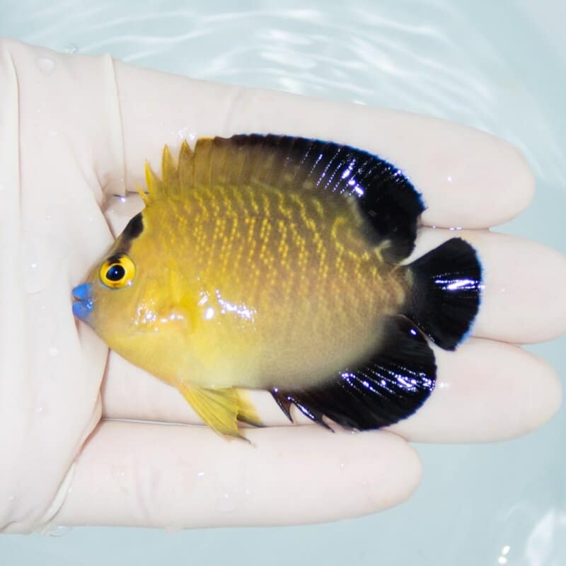 【現物407】ゴールドフレークエンゼル 6.5cm±!海水魚 ヤッコ 15時までのご注文で当日発送
