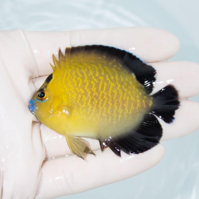【現物408】ゴールドフレークエンゼル 6.5cm±!海水魚 ヤッコ 15時までのご注文で当日発送