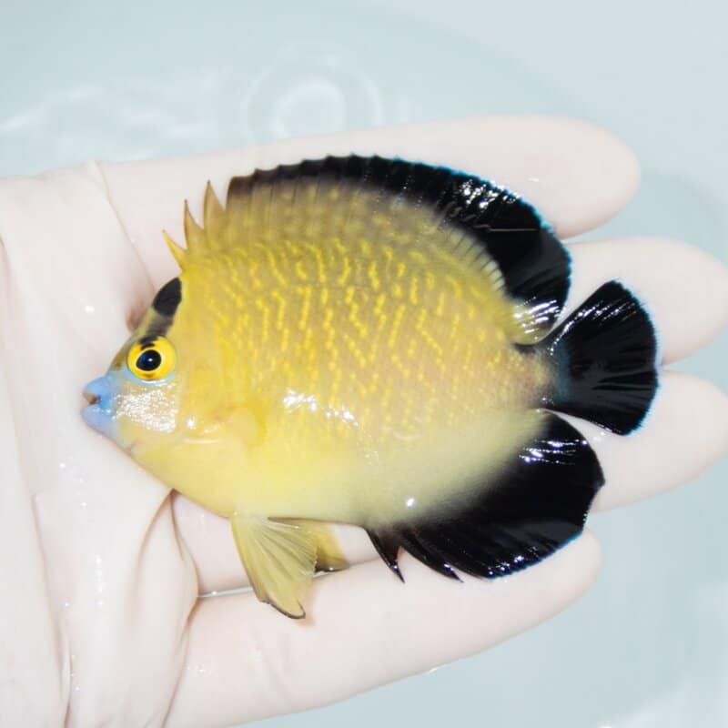 【現物409】ゴールドフレークエンゼル 7.5cm± !海水魚 ヤッコ 15時までのご注文で当日発送