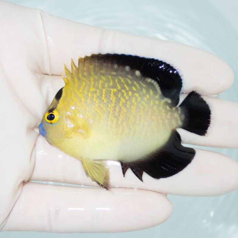 【現物410】ゴールドフレークエンゼル 6.3cm± !海水魚 ヤッコ 15時までのご注文で当日発送