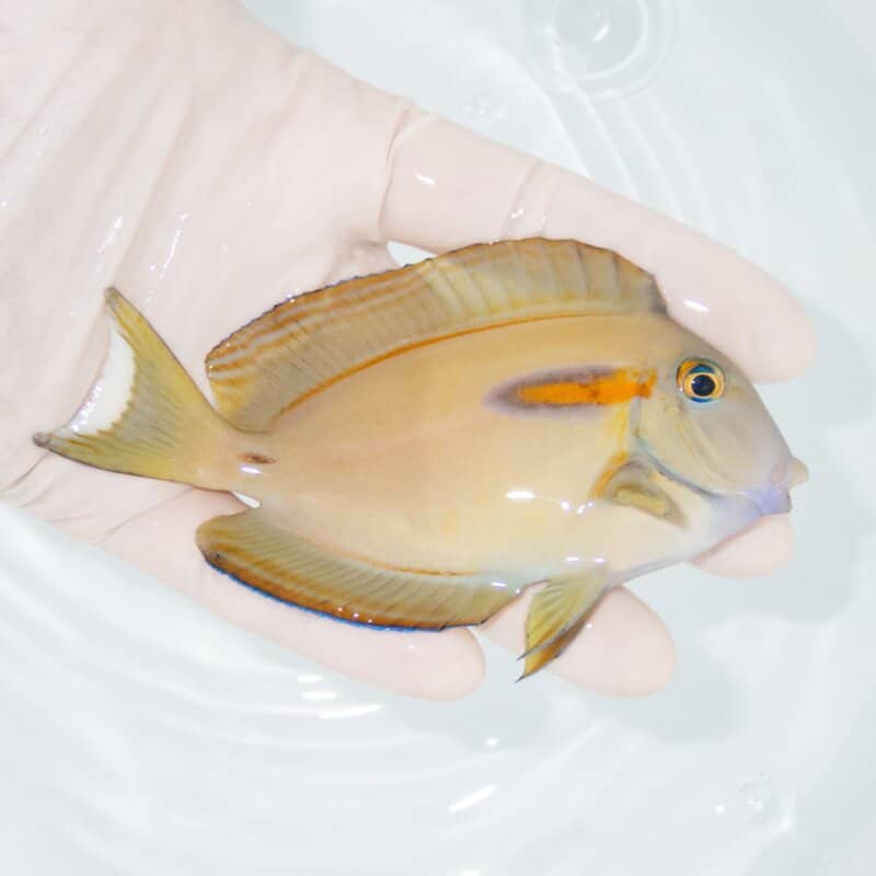 【現物411】モンツキハギ 11cm±! 海水魚 ハギ 15時までのご注文で当日発送