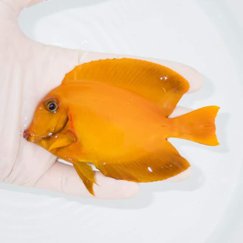 【現物412】クログチニザダイ 11cm±!海水魚 ハギ !15時までのご注文で当日発送【ハギ】