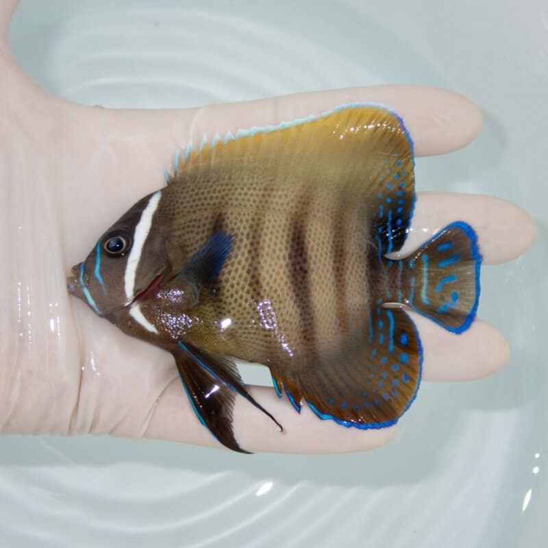 【現物413】ロクセンヤッコ 10cm±  !海水魚 生体 15時までのご注文で当日発送