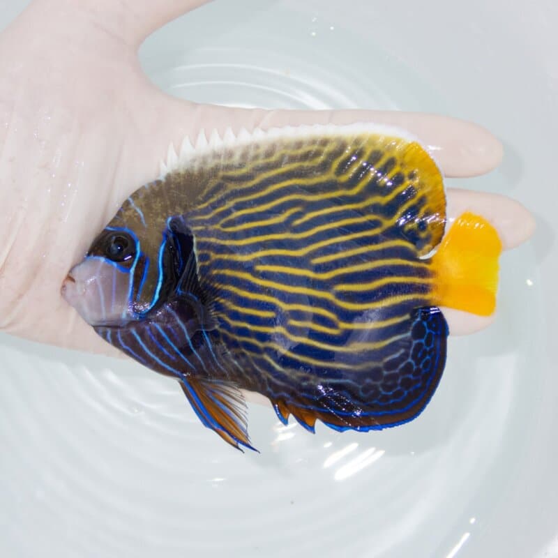 【現物414】タテジマキンチャクダイ 13cm±!海水魚 ヤッコ  15時までのご注文で当日発送