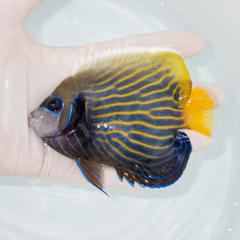 【現物415】タテジマキンチャクダイ 11.5cm±!海水魚 ヤッコ  15時までのご注文で当日発送
