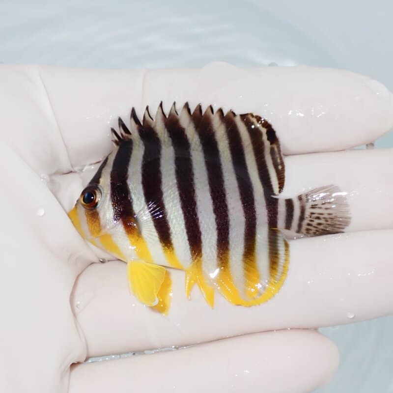 【現物418】シマヤッコ 5.5cm±! 海水魚 生体 15時までのご注文で当日発送